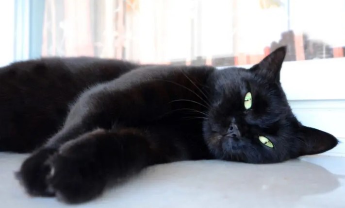 Banner de Mi negra linda