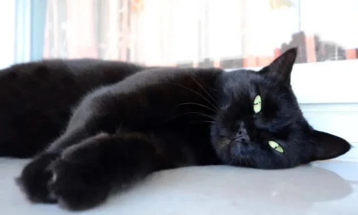 Banner de Mi negra linda
